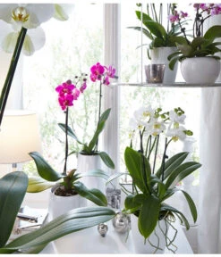 Schmetterlingsorchidee - Phalaenopsis Cultivars, Verschiedene Sorten -Garten Und Außenbereich 8649964 WE MO 002 PhalaenopsisDehnerSeptember2015