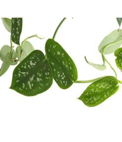 Gefleckte Efeutute - Scindapsus 'Pictus', Ampel -Garten Und Außenbereich 8658783 PR DE 001 EpipremnumPictusAmpelT15DehnerExpressHerzig