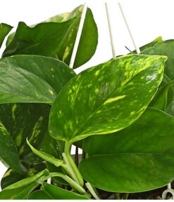 Efeutute - Epipremnum Aureum 'Torro', Ampel -Garten Und Außenbereich 8660045 WE DE 001 EpipremnumAureumAmpelScindapsusT15DehnerExpressHerzig