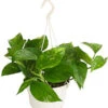 Efeutute - Epipremnum Aureum 'Torro', Ampel