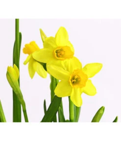 Narzissen 'Tête à Tête' In Birkentopf, Ca. Ø11 Cm -Garten Und Außenbereich 8663122 WE DE 007 NarzissenTAT9