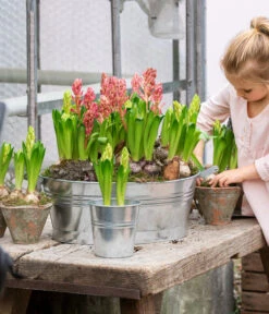 Hyazinthe, 3 Zwiebeln -Garten Und Außenbereich 8668121 WE MO 001 Hyazinthen