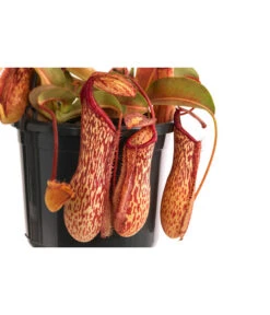 Kannenpflanze - Nepenthes 'Miranda' 5 Kannenpflanze - Nepenthes 'Miranda' -Garten Und Außenbereich 8686578 WE DE 001 NepenthesMirandaT15
