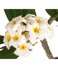 Bestseller -Garten Und Außenbereich 8691180 WE DE 001 PlumeriaT18MixOstroFrangipani