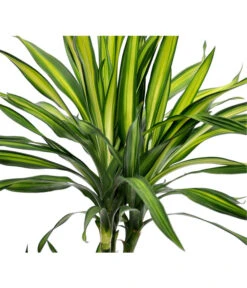 Drachenbaum - Dracaena Fragrans 'Rikki' -Garten Und Außenbereich 8703340 BildD 001 DrachenbaumRikkiDracDereRikki3T