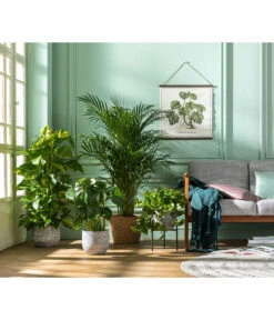 Goldfruchtpalme - Dypsis Lutescens -Garten Und Außenbereich 8704702 WE MO 001 DypsisLutescens