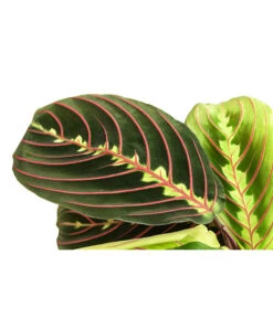 Marante - Maranta Leuconeura 'Fascinator' -Garten Und Außenbereich 8713307 PR DE 001 MarantaLeuconeuraFascinatorT12DehnerExpressHerzig