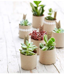 Titelseite -Garten Und Außenbereich 8722514 PR MO 002 Sukkulenten