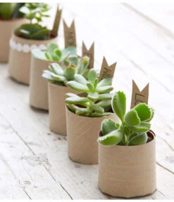 Mini Sukkulenten, Verschiedene Sorten 5 Mini Sukkulenten, Verschiedene Sorten -Garten Und Außenbereich 8722514 PR MO 006 Sukkulenten