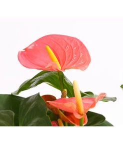 Große Flamingoblume - Anthurium Andreanum 'Adios', Verschiedene Sorten -Garten Und Außenbereich 8736266 WE DE 001 AnthurieAnthuriumAdios5FarbmixT17DehnerExpressHerzig