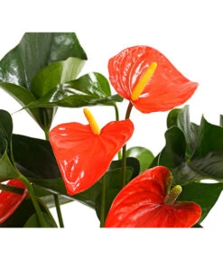 Große Flamingoblume - Anthurium Andreanum 'Adios', Verschiedene Sorten -Garten Und Außenbereich 8736266 WE DE 002 AnthurieAnthuriumAdios5FarbmixT17DehnerExpressHerzig