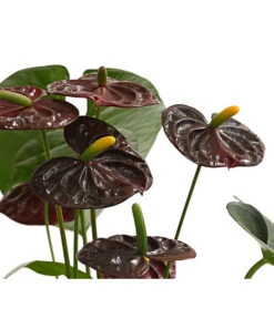 Große Flamingoblume - Anthurium Andreanum 'Adios', Verschiedene Sorten -Garten Und Außenbereich 8736266 WE DE 003 AnthurieAnthuriumAdios5FarbmixT17DehnerExpressHerzig