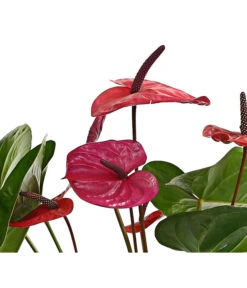 Große Flamingoblume - Anthurium Andreanum 'Adios', Verschiedene Sorten -Garten Und Außenbereich 8736266 WE DE 004 AnthurieAnthuriumAdios5FarbmixT17DehnerExpressHerzig