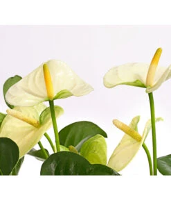 Große Flamingoblume - Anthurium Andreanum 'Adios', Verschiedene Sorten -Garten Und Außenbereich 8736266 WE DE 005 AnthurieAnthuriumAdios5FarbmixT17DehnerExpressHerzig