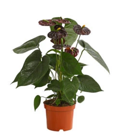 Große Flamingoblume - Anthurium Andreanum 'Adios', Verschiedene Sorten -Garten Und Außenbereich 8736266 WE FS 003 AnthurieAnthuriumAdios5FarbmixT17DehnerExpressHerzig