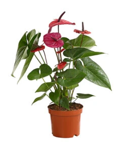 Große Flamingoblume - Anthurium Andreanum 'Adios', Verschiedene Sorten -Garten Und Außenbereich 8736266 WE FS 004 AnthurieAnthuriumAdios5FarbmixT17DehnerExpressHerzig