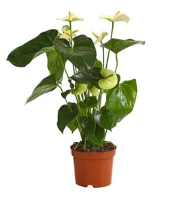 Große Flamingoblume - Anthurium Andreanum 'Adios', Verschiedene Sorten -Garten Und Außenbereich 8736266 WE FS 005 AnthurieAnthuriumAdios5FarbmixT17DehnerExpressHerzig