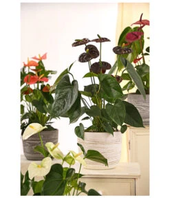 Große Flamingoblume - Anthurium Andreanum 'Adios', Verschiedene Sorten -Garten Und Außenbereich 8736266 WE MO 001 AnthurieAnthuriumAdios5FarbmixT17DehnerExpressHerzig