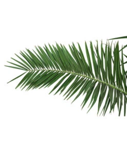 XXL Kanarische Dattelpalme, Ca. 170 Cm -Garten Und Außenbereich 8753063 PR DE 001 XXLKanarischeDattelpalme70L