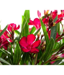 Oleander, Solitärbusch -Garten Und Außenbereich 8753105 WE DE 001 NeriumOleanderBuschRotT30