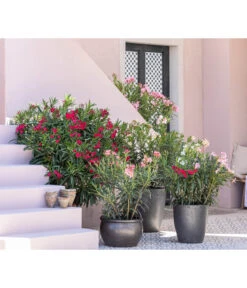 Oleander, Solitärbusch -Garten Und Außenbereich 8753139 WE MO 001 OleanderNeriumOleander