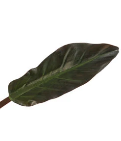 Baumfreund - Philodendron 'Imperial Red' -Garten Und Außenbereich 8754772 PR DE 001 PhilodendronImperialRedT17DehnerExpressHerzig