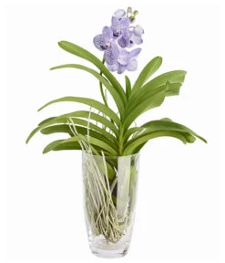 Orchidee - Vanda Cultivars 'Vanda', Im Glas -Garten Und Außenbereich 8756199 PR FS 002 VandaKleinbluetigImGlasDehnerExpressZS