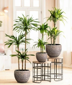 Drachenbaum - Dracaena Fragrans 'Rikki' -Garten Und Außenbereich 8775108 8511545 WE MO 001 DracaenaDeremensisRikki Lana