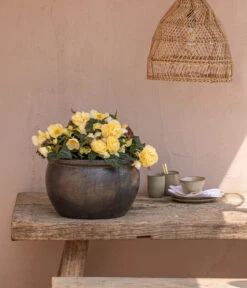 Hängebegonie 'Champagner' -Garten Und Außenbereich 8809709 8504383 WE MO 002 HaengebegonieChampagner