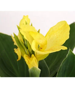 Indisches Blumenrohr, Verschiedene Sorten -Garten Und Außenbereich 8810384 PR DE 001 CannaBlumenrohrT12DehnerExpressHerzig