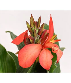 Indisches Blumenrohr, Verschiedene Sorten -Garten Und Außenbereich 8810384 PR DE 002 CannaBlumenrohrT12DehnerExpressHerzig