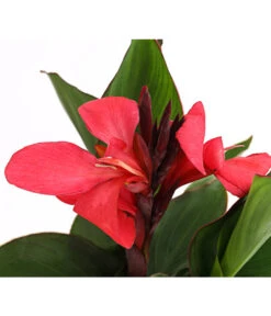 Indisches Blumenrohr, Verschiedene Sorten -Garten Und Außenbereich 8810384 PR DE 003 CannaBlumenrohrT12DehnerExpressHerzig