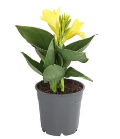 Indisches Blumenrohr, Verschiedene Sorten -Garten Und Außenbereich 8810384 PR FS 001 CannaBlumenrohrT12DehnerExpressHerzig