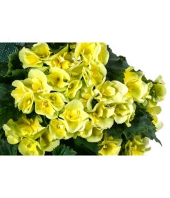 Wandhänger Mit Hängebegonien, Verschiedene Sorten -Garten Und Außenbereich 8810988 WE DE 001 HaengebegonieWandhaengergelb