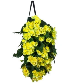 Wandhänger Mit Hängebegonien, Verschiedene Sorten