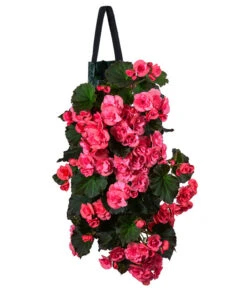 Wandhänger Mit Hängebegonien, Verschiedene Sorten -Garten Und Außenbereich 8810988 WE FS 001 HaengebegonieWandhaengerrosa