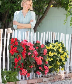 Wandhänger Mit Hängebegonien, Verschiedene Sorten -Garten Und Außenbereich 8810988 WE MO 001 BegoniaWandhaenger