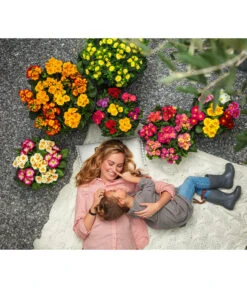 Stängelprimel, Schale -Garten Und Außenbereich 8817397 8261463 WE MO 001 PrimelnPrimulaSchale