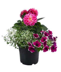 Pflanzen-Trio Sommerlaune