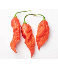 Geisterchili -Garten Und Außenbereich 8830630 WE DE 001 IndischerGeisterchili