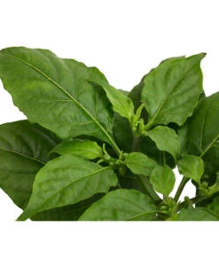 Geisterchili -Garten Und Außenbereich 8830630 WE DE 002 IndischerGeisterchili