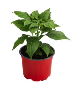 Geisterchili -Garten Und Außenbereich 8830630 WE FS 002 IndischerGeisterchili