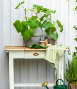 Schlangengurke -Garten Und Außenbereich 8830663 WE MO 002 Gurke CucurbitaePepoZucchiniGruen