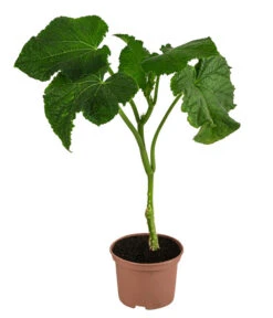 Bestseller -Garten Und Außenbereich 8830788 WE FS 001 Schlangengurke