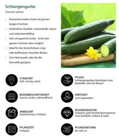 Schlangengurke -Garten Und Außenbereich 8830788 WE IG 001 Schlangengurke