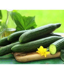 Bestseller 17 Schlangengurke