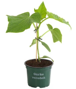 Bestseller -Garten Und Außenbereich 8830853 WE FS 001 BioSchlangengurkeVeredelt