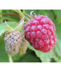 Bestseller 9 Dehner Gourmet Garten Himbeere 'Homecane®'