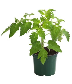 Bestseller -Garten Und Außenbereich 8831463 WE FS 001 EiertomateBioLycopersiconEsculentumT12