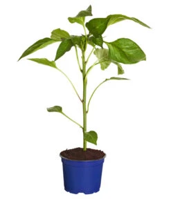 Titelseite -Garten Und Außenbereich 8831562 WE FS 001 PaprikaTommyT12DehnerExpressZS